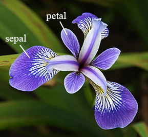 Figure 2: An Iris flower with labels